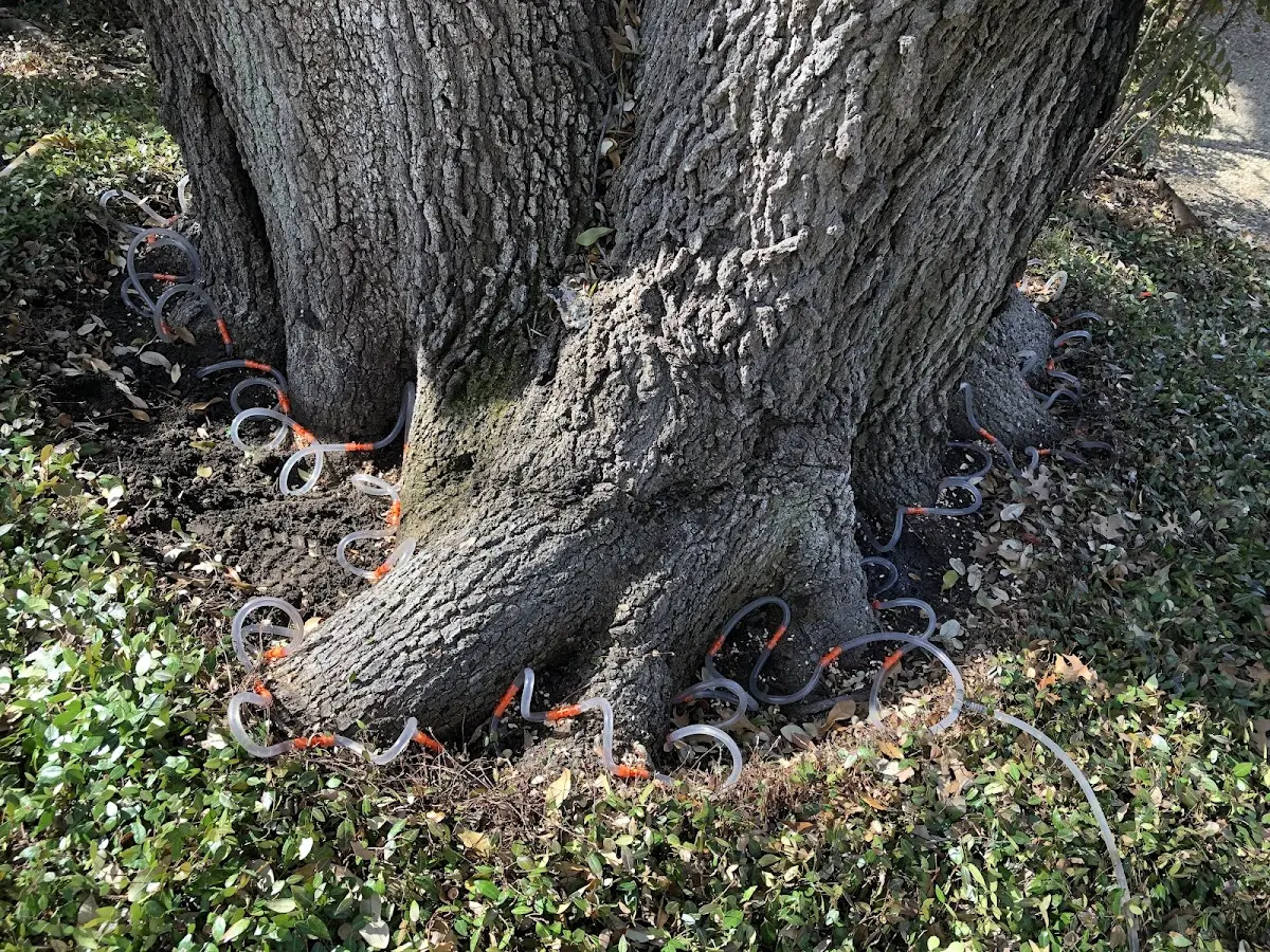 Detailed Tree Cabling and Bracing job site in Shonto