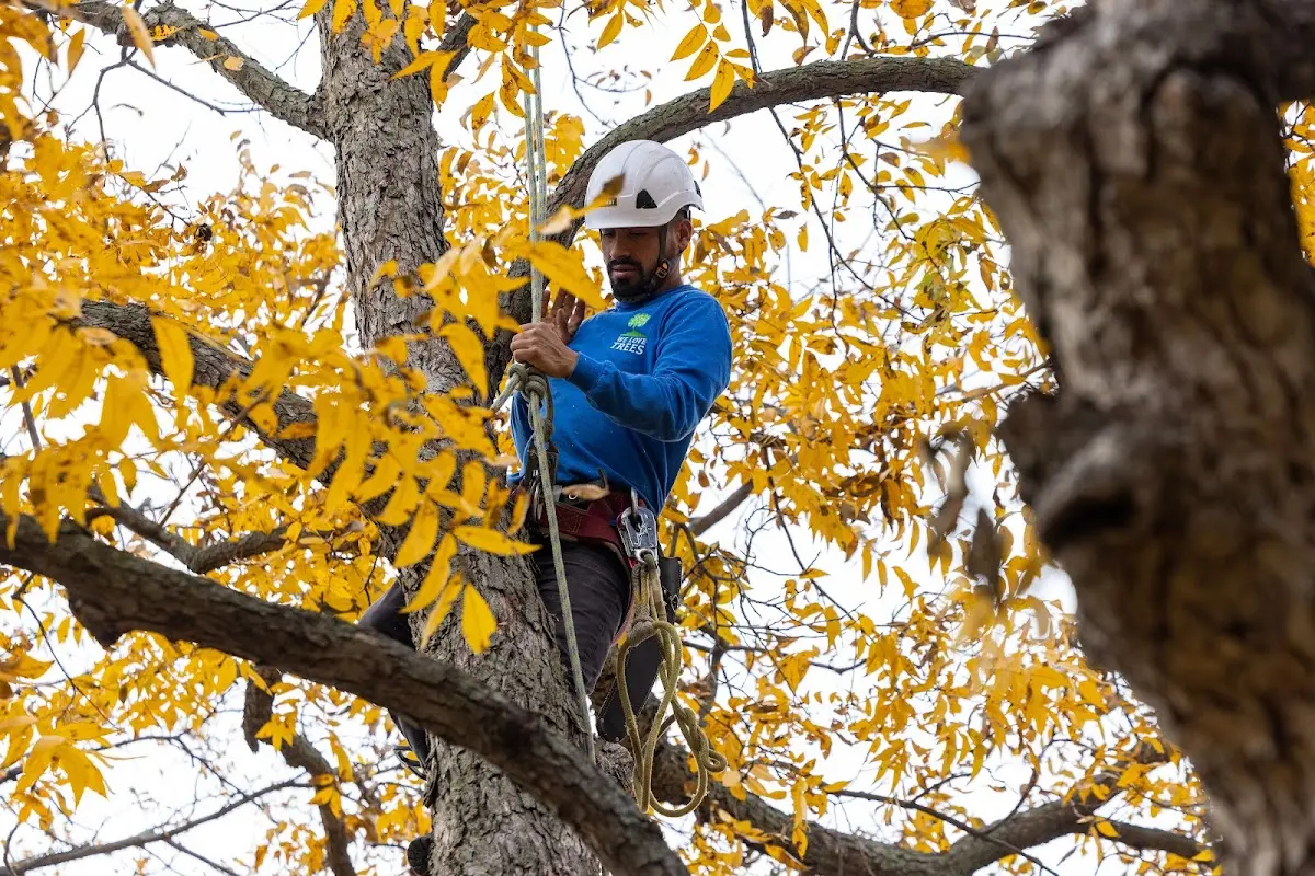 Skilled Tree Transplanting crew working in Shonto